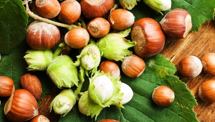 Düzce’de Fındık Fiyatları Yükselişte: 7 Nisan Verileri Açıklandı